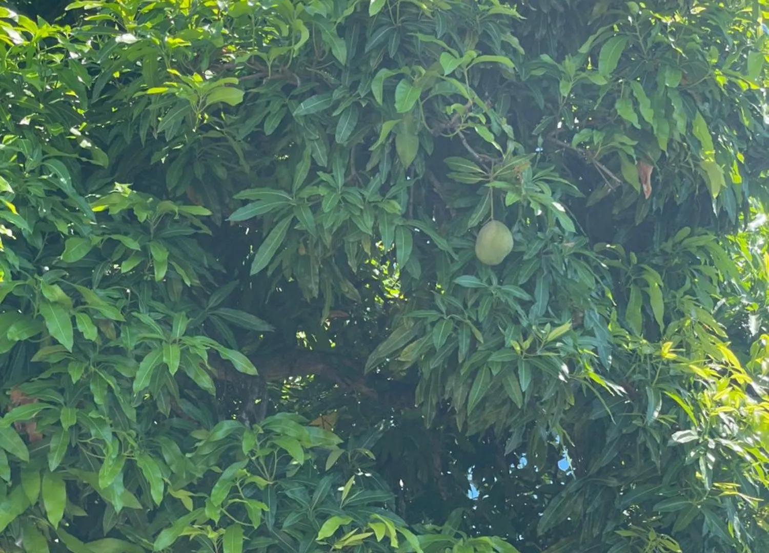Casamango Villa Basse-Terre Guadeloupe